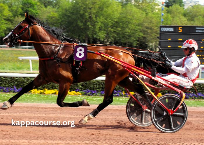 Pronochokant Pmu Du Jour (3)